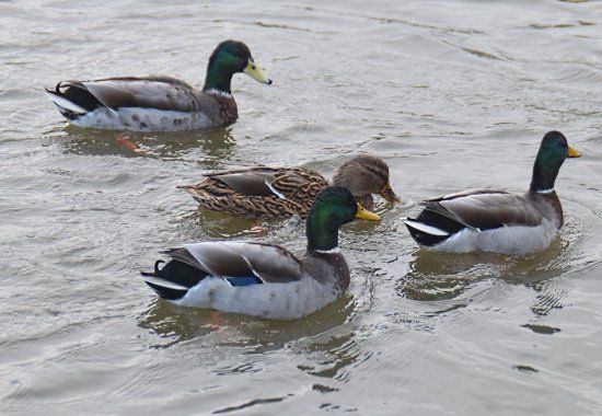 Hammonds Pond Railway
